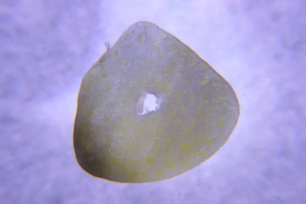 Sarımsak mutfaktaki bir bitkidir.