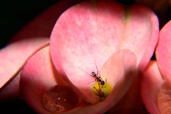 Pembe Mutluluk Çiçeğine Yakın — Stok fotoğraf