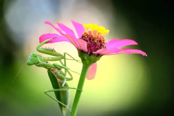 Pembe çiçekli, bulanık arkaplanlı peygamber devesi