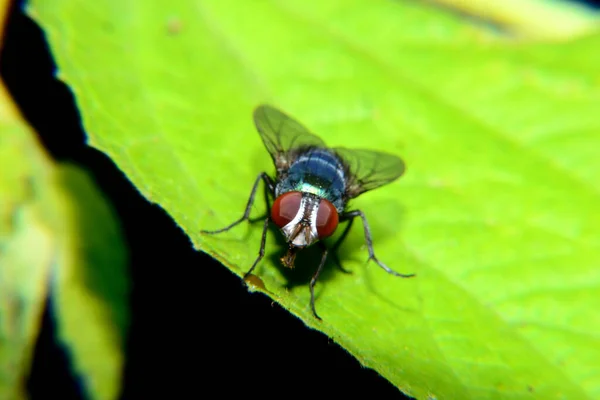Yeşil yapraklara tüneyen yeşil bir sinek