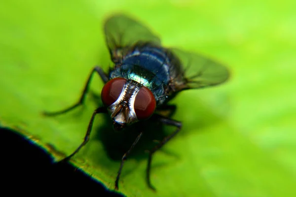 Yeşil yapraklara tüneyen yeşil bir sinek