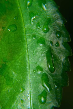 Yeşil yaprağın üzerine bir damla su