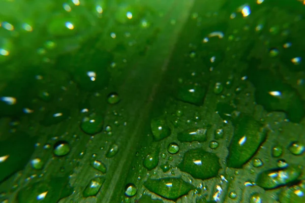 Yeşil yaprağın üzerine bir damla su