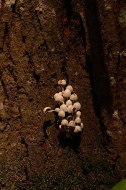 Beyaz ağaç kabuğu mantarı. Beyaz mantar koleksiyonu.