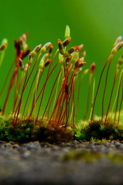 Bulanık yeşil arkaplan ile izole edilmiş filizler gibi Bryophyta yosunu