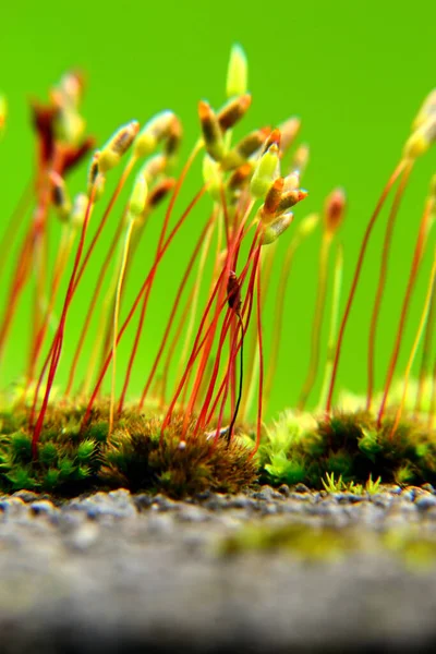 Bulanık yeşil arkaplan ile izole edilmiş filizler gibi Bryophyta yosunu