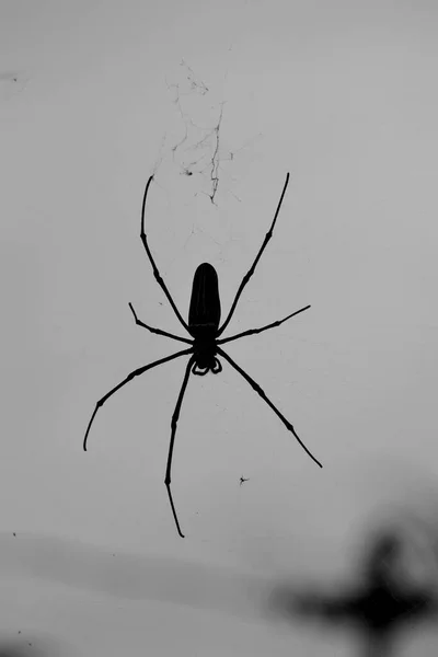 Silhueta Seda Dourada Orbe Tecelão Aranha — Fotografia de Stock