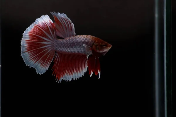 Betta Yarım Ay 'ın kırmızı ve beyaz renkleri vardır. 