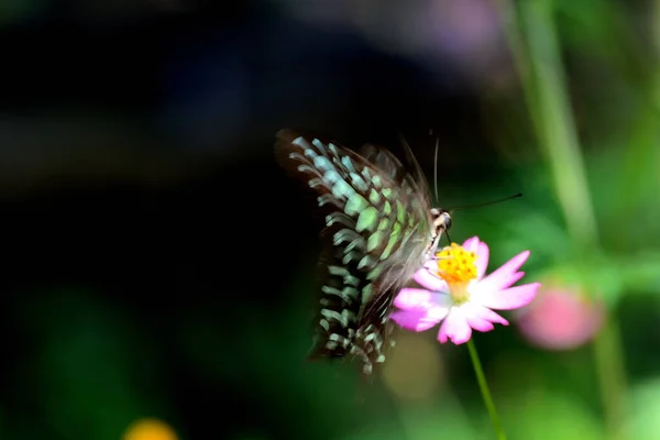  Takip edilen Judy, Abisara neofron kelebeği çiçeklerin üzerine tünedi.