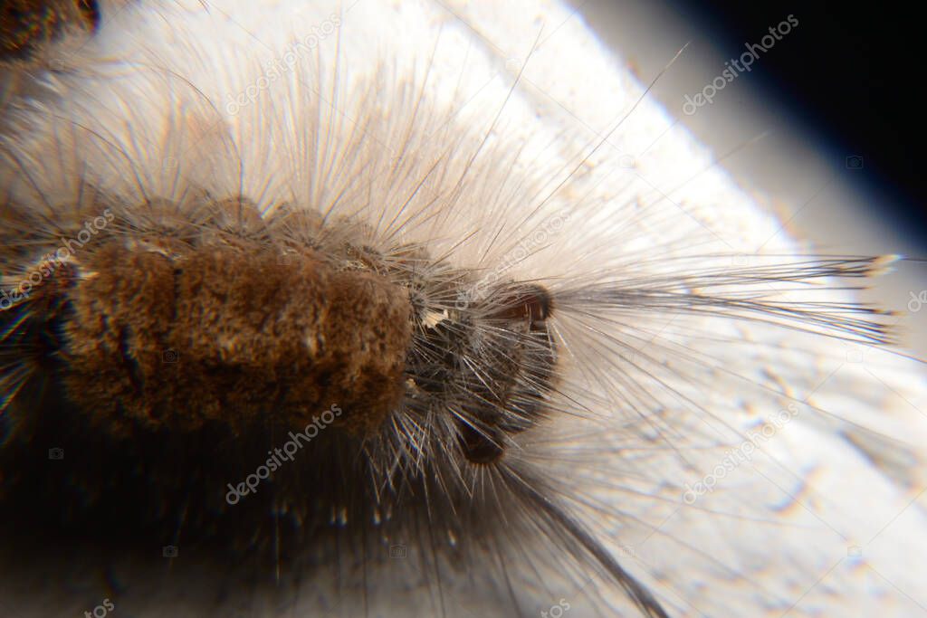 caterpillar with brown fur on the back