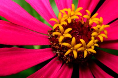 Kırmızı Zinnia Çiçeği. Fotoğrafçılığı kapat