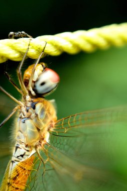 Bir yusufçuk kanatlarını dinlendirmek için bir dala tünedi.