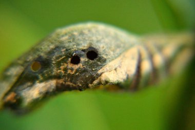 Delikli yeşil koza.