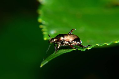 Yeşil yapraklı Noel böceği