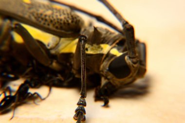 Karınca aktivitesi, siyah büyük karınca evi bir böceği ısırıyor.