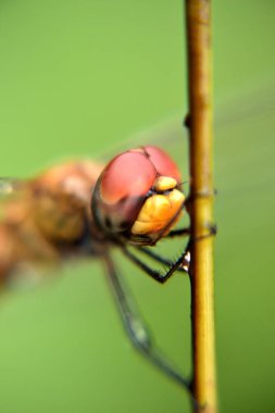 Yusufçuk kanatlarını dinlendirmek için sarı bir ipe tünedi.