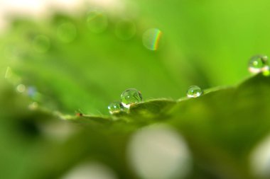 Çilek yaprağının ucunda yağmur damlaları