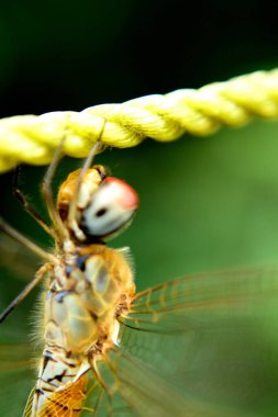 Yusufçuk kanatlarını dinlendirmek için sarı bir ipe tünedi.