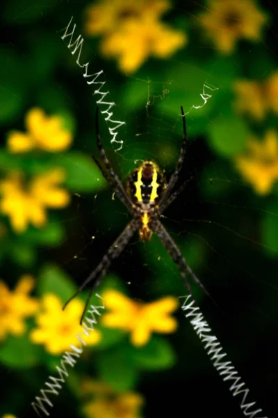 Altın ipek küre dokumacı örümcek