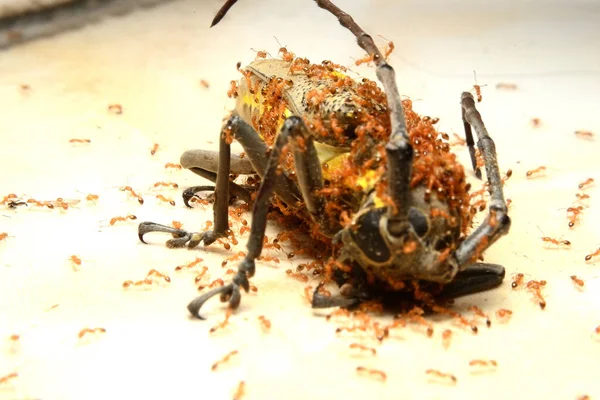 Karınca aktivitesi, küçük kırmızı karıncalar bir böceği ısırır.