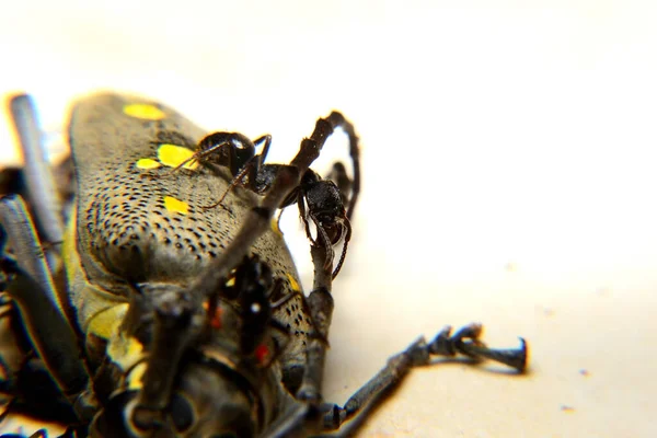 Karınca aktivitesi, siyah büyük karınca evi bir böceği ısırıyor.
