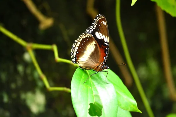 Takip edilen Judy, Abisara neofron kelebeği çiçeklerin üzerine tünedi.