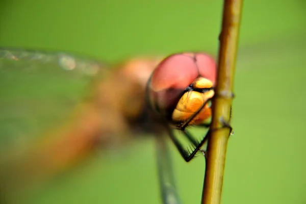 Yusufçuk kanatlarını dinlendirmek için sarı bir ipe tünedi.
