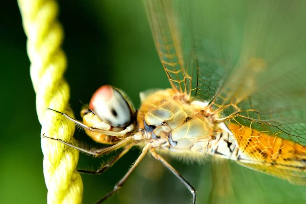 Dragonfly Perched Branch Rest Its Wings — Stock Photo, Image