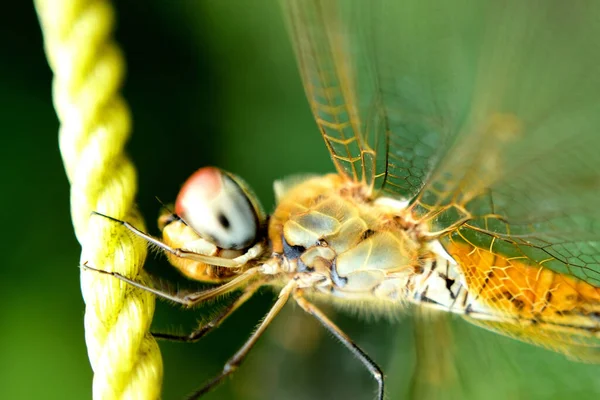 Une Libellule Perchée Sur Une Branche Pour Reposer Ses Ailes — Photo