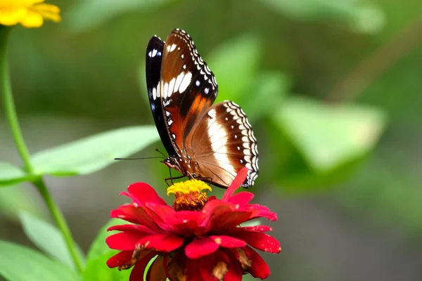  Takip edilen Judy, Abisara neofron kelebeği çiçeklerin üzerine tünedi.