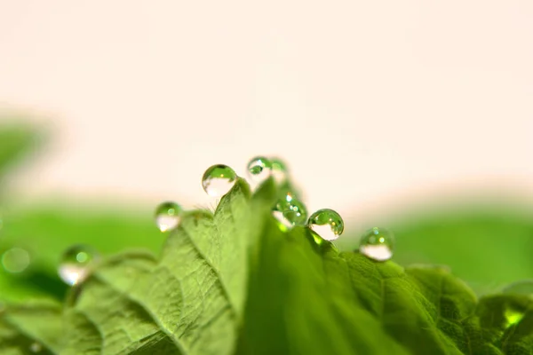 Çilek yaprağının ucunda yağmur damlaları
