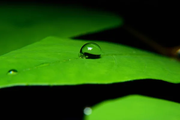 Dew Morning Exposed Beautiful Sunlight — Stock Photo, Image