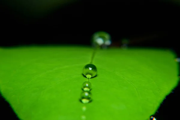 Dew Morning Exposed Beautiful Sunlight — Stock Photo, Image