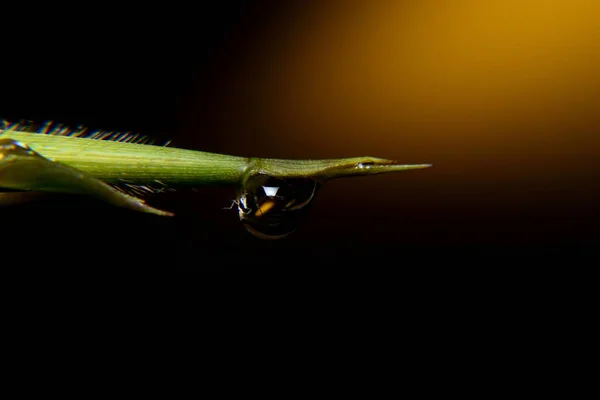 Sabah çiy taneleri güzel güneş ışığına maruz kalır.