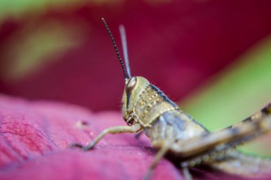 Çekirge yaprağın üzerine tünemiş.