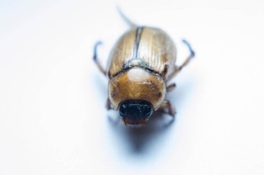 Beyaz arka planda noel böceği