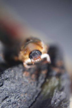 Beyaz arka planda noel böceği