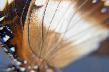 Takip edilen Judy, Abisara Neophron Kelebeği