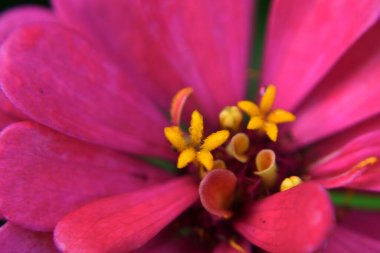 Kızıl Zinnia çiçeğinin çiçekli yakın fotoğrafını çek.