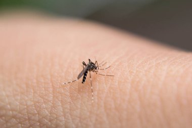 mosquitoes that are sucking blood clipart