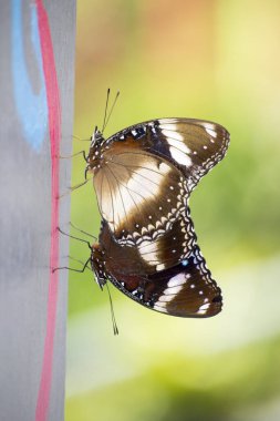 Judy 'i, Abisara Neophron Kelebeği' ni takip ettim.