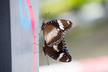 Judy 'i, Abisara Neophron Kelebeği' ni takip ettim.