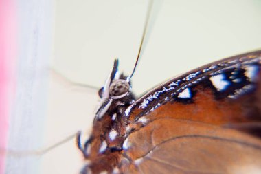 Kuyruklu Judy 'nin Gözleri, Abisara Neophron Kelebeği