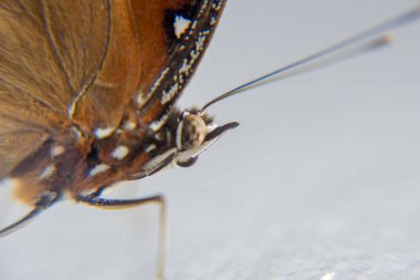 Kuyruklu Judy 'nin Gözleri, Abisara Neophron Kelebeği