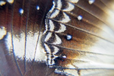 Takip edilen Judy, Abisara Neophron Kelebeği