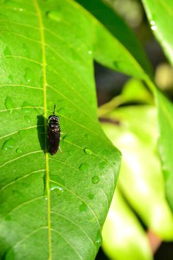 Hermetia hasta ya da genellikle siyah asker sineği olarak bilinir.
