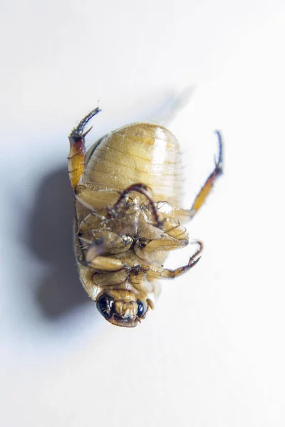 Beyaz arka planda noel böceği