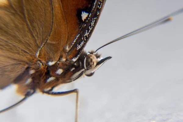 Takip edilen Judy, Abisara Neophron Kelebeği