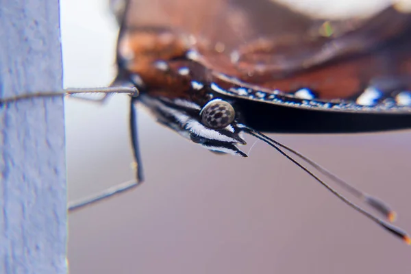 Takip edilen Judy, Abisara Neophron Kelebeği