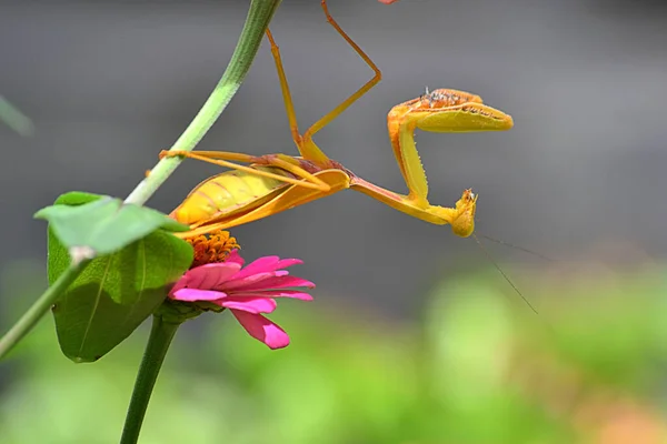 Yeşil Peygamberdeveleri, Mantodea 'nın bir çiçeğe tünediği bir emirdir.